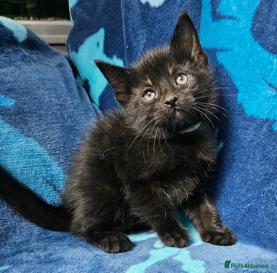 Mixed Breed cats for sale: 2 male kittens ready now - Image 6