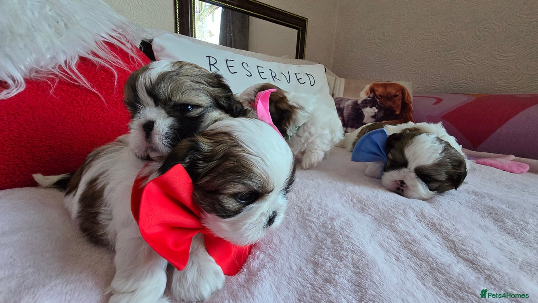 Shih Tzu dogs for sale: Shih Tzu Male puppy for sale - Advert 14