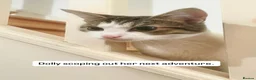 Domestic Shorthair cats for adoption: No drama mama’s looking for cat loving home  in London - Advert 3