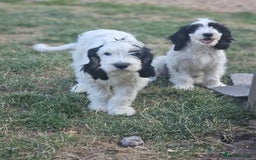 Cockapoo dogs for sale: PRICE REDUCED - READY NOW Chunky Parti Cockapoos in Milton Keynes - Image 28