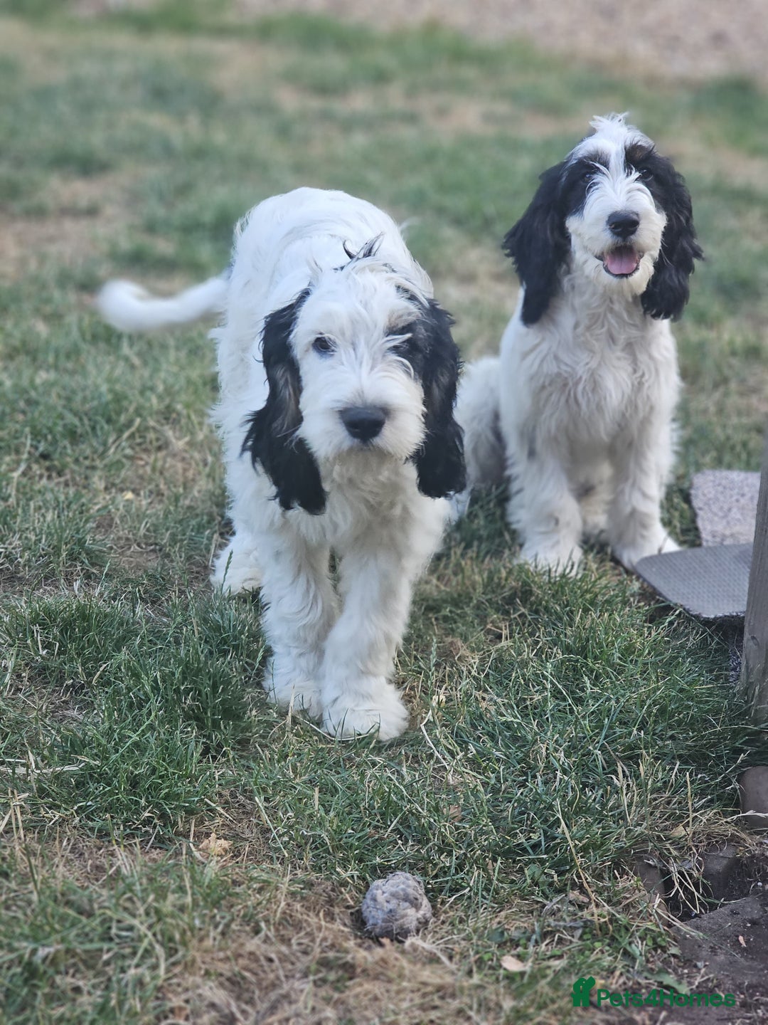Cockapoo dogs for sale: PRICE REDUCED - READY NOW Chunky Parti Cockapoos in Milton Keynes - Image 28