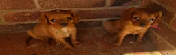 Cavalier King Charles Spaniel dogs for sale: KC Health tested Cavaliers  - Advert 3
