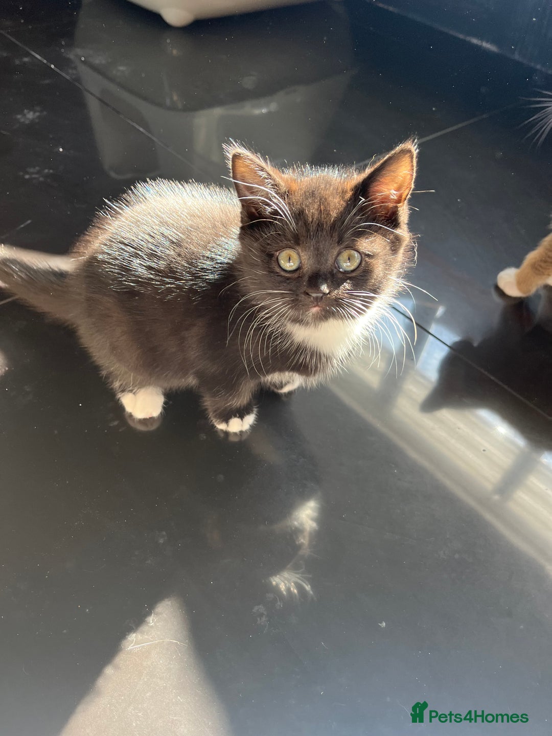 British Shorthair cats for sale: Beautiful British shorthair kitty!! - Image 7