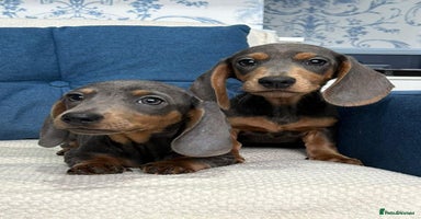 Dachshund dogs - Advert 15
