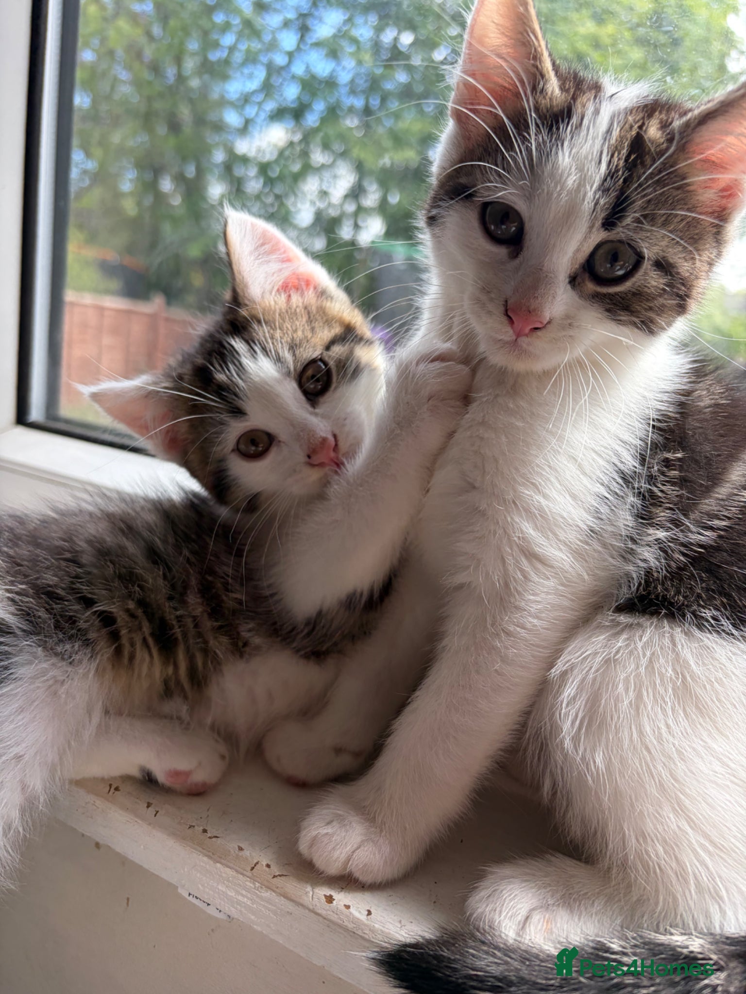 Mixed Breed cats Beautiful kittens looking for their forever homes - Advert 1