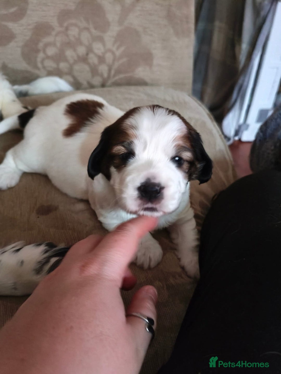 Mixed Breed dogs for sale: 2 Gorgeous male cocker Bassett x Shichon pups  - Image 1