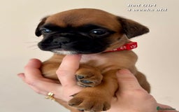 Boxer dogs for sale: 9 Beautiful Boxer Pups - Available from 22/12/2025 - Advert 14