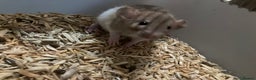 Rat rodents for sale: Rats for sale Hull - Advert 1