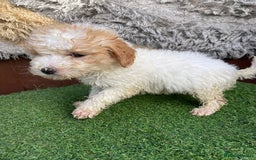 Goldendoodle dogs for sale: 4 beautiful golden doodle puppies ready to go!!!! - Image 7