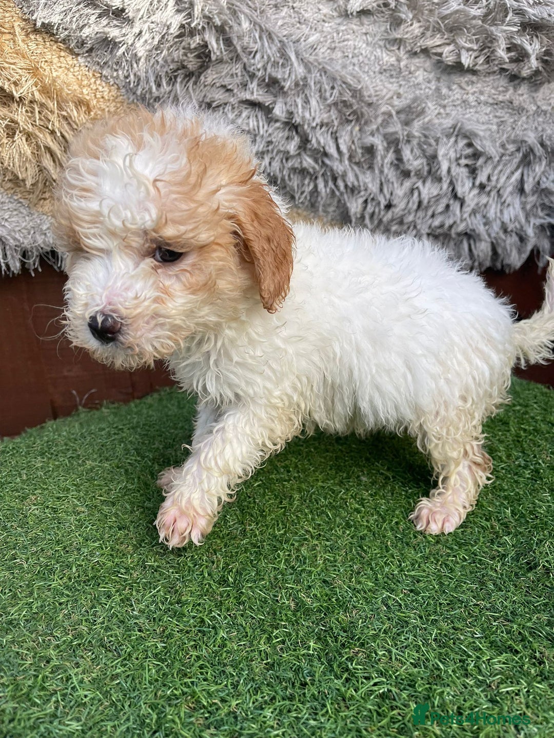 Goldendoodle dogs for sale: 4 beautiful golden doodle puppies ready to go!!!! - Image 7