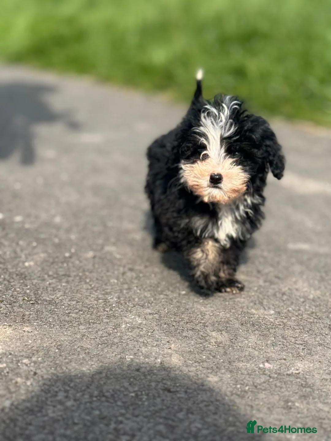 Sheepadoodle dogs for sale: Micro mini Sheepadoodles 1 littlegirlleft - Advert 2