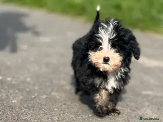 Sheepadoodle dogs Micro mini Sheepadoodles - Advert 2