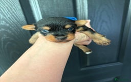 Yorkshire Terrier dogs for sale: Yorkshire terrier puppies - Image 10