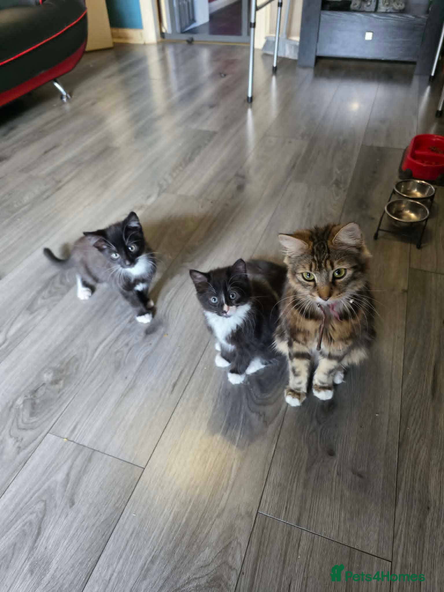 Mixed Breed cats tuxedo kittens - Advert 2