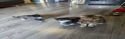 Mixed Breed cats for sale: tuxedo kittens - Advert 1