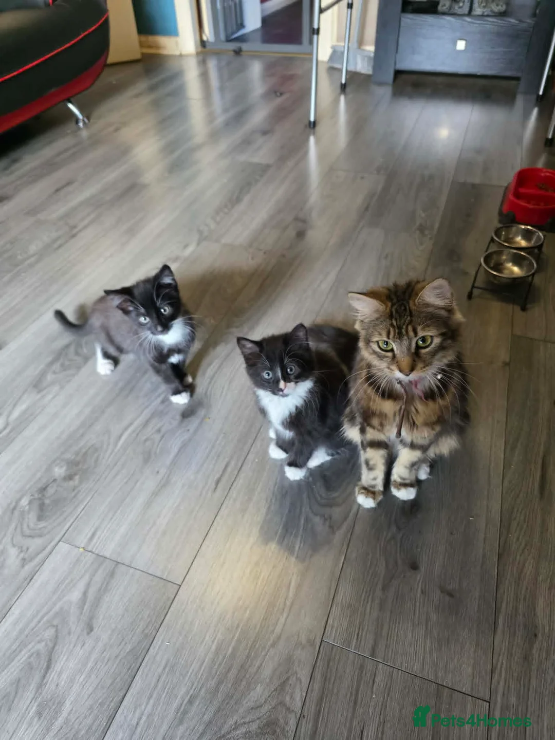 Mixed Breed cats for sale: tuxedo kittens - Advert 1