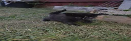 Mixed Breed cats for sale: 4 beautiful kittens  in Peterborough - Advert 13