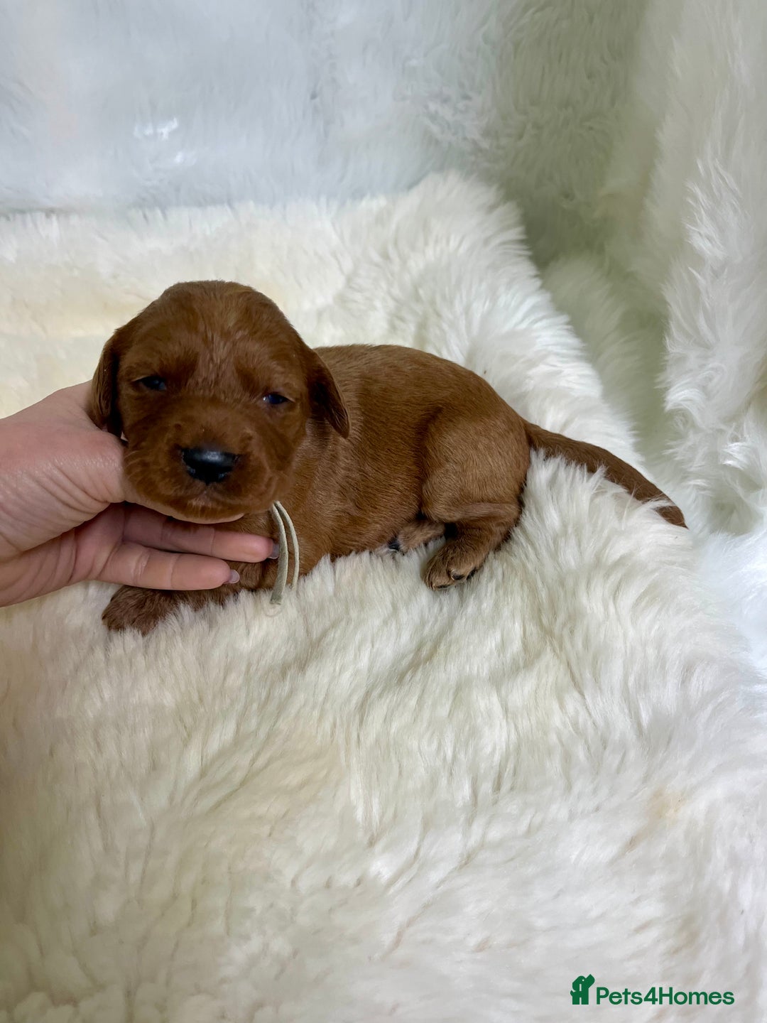 Goldendoodle dogs for sale: multigenerational Australian Red double doodles  - Advert 11