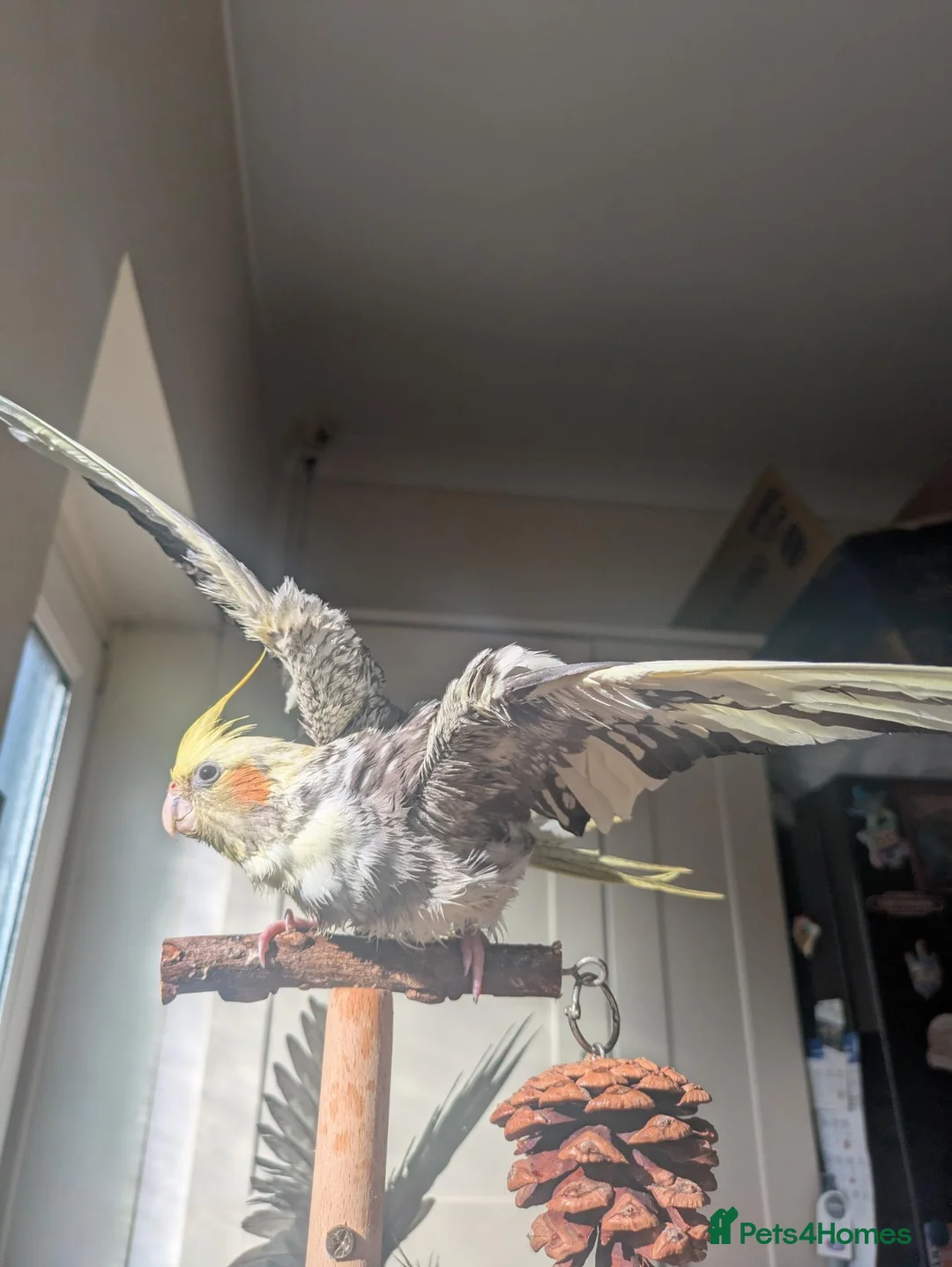 Cockatiels birds for sale: Lovely female cockatiel  - Advert 2