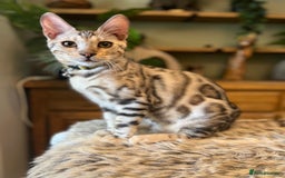 Bengal cats for sale: Beautiful Bengal Kittens Ready for Forever Homes - Image 34