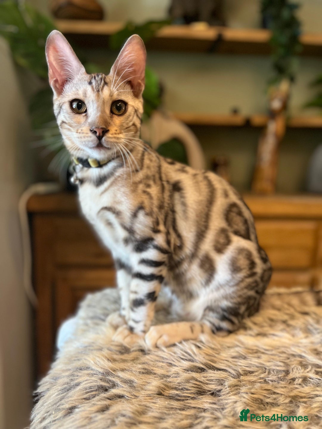 Bengal cats for sale: Beautiful Bengal Kittens Ready for Forever Homes - Image 34