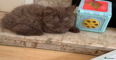 British Longhair cats - Advert 12
