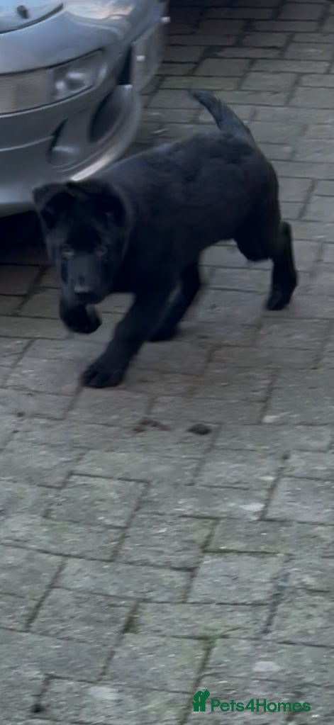 German Shepherd dogs German Shepherd Puppies - exceptional bloodline  - Advert 7