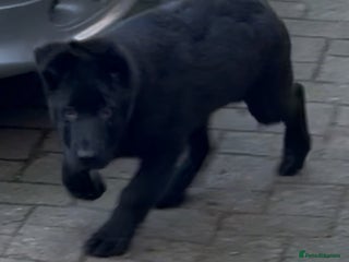 German Shepherd dogs German Shepherd Puppies - exceptional bloodline - Advert 2