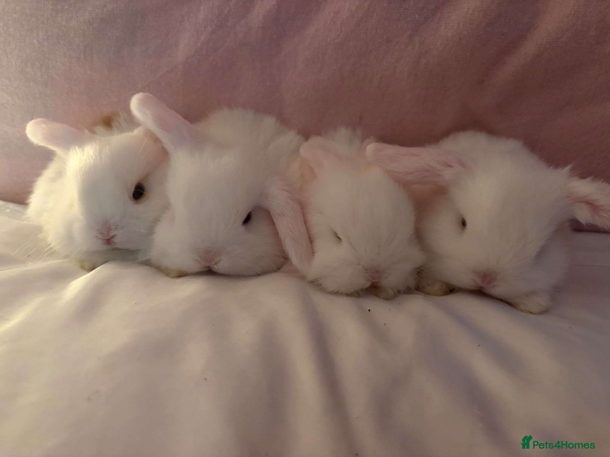 Dwarf Lop rabbits Dwarf mini lop  - Advert 2