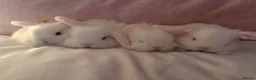 Dwarf Lop rabbits for sale: Dwarf mini lop  in Torquay - Advert 1