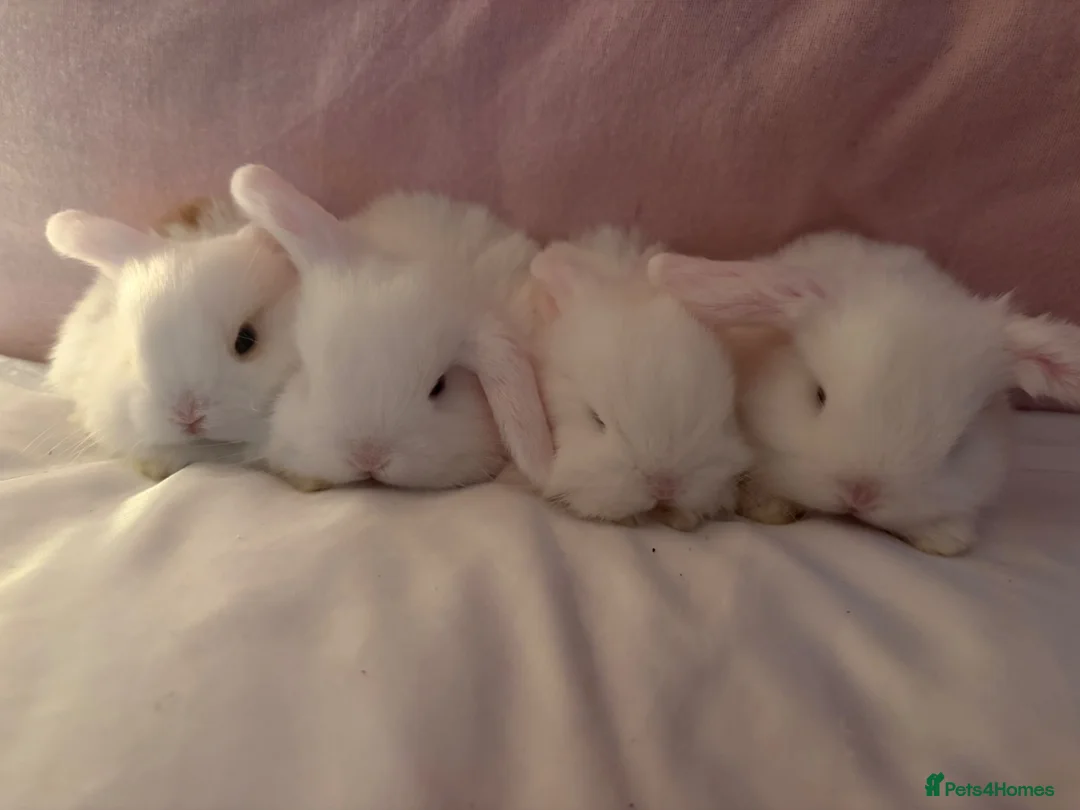 Dwarf Lop rabbits for sale: Dwarf mini lop  in Torquay - Advert 1