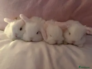 Dwarf Lop rabbits Dwarf mini lop - Advert 2