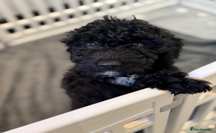 Cockapoo dogs - Advert 8