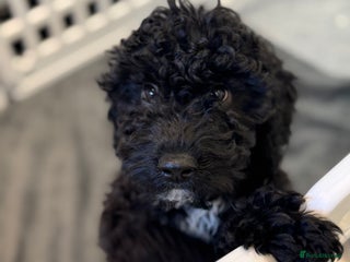 Cockapoo dogs - Advert 22