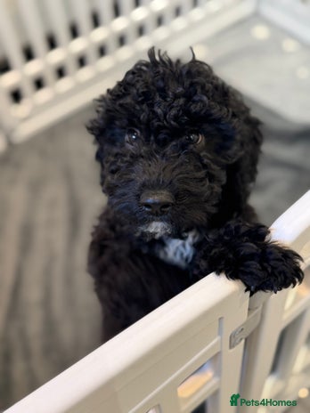 Cockapoo dogs - Advert 8