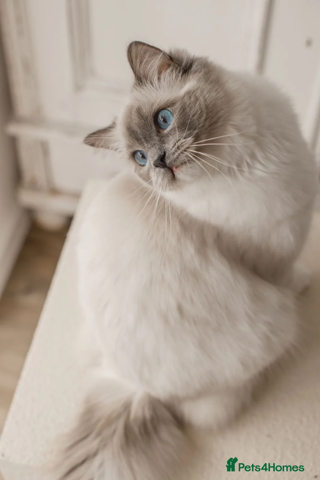 Ragdoll cats for sale: Ragdoll princess looking for her forever home - Advert 26