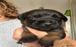 Border Terrier dogs for sale: KC Border Terrier Pups - Image 2