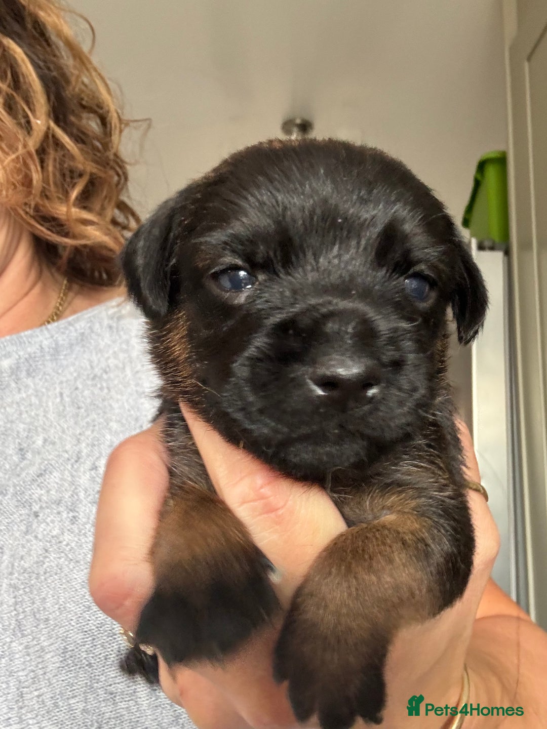 Border Terrier dogs for sale: KC Border Terrier Pups - Image 2