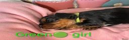 Cavalier King Charles Spaniel dogs for sale: Health Tested Cavalier King Charles  - Advert 20