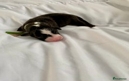 Australian Shepherd dogs for sale: Miss Julie Duckworth - Image 7