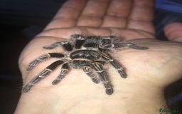 Tarantulas invertebrates for sale: MM Grammostola Pulchripes  - Image 2