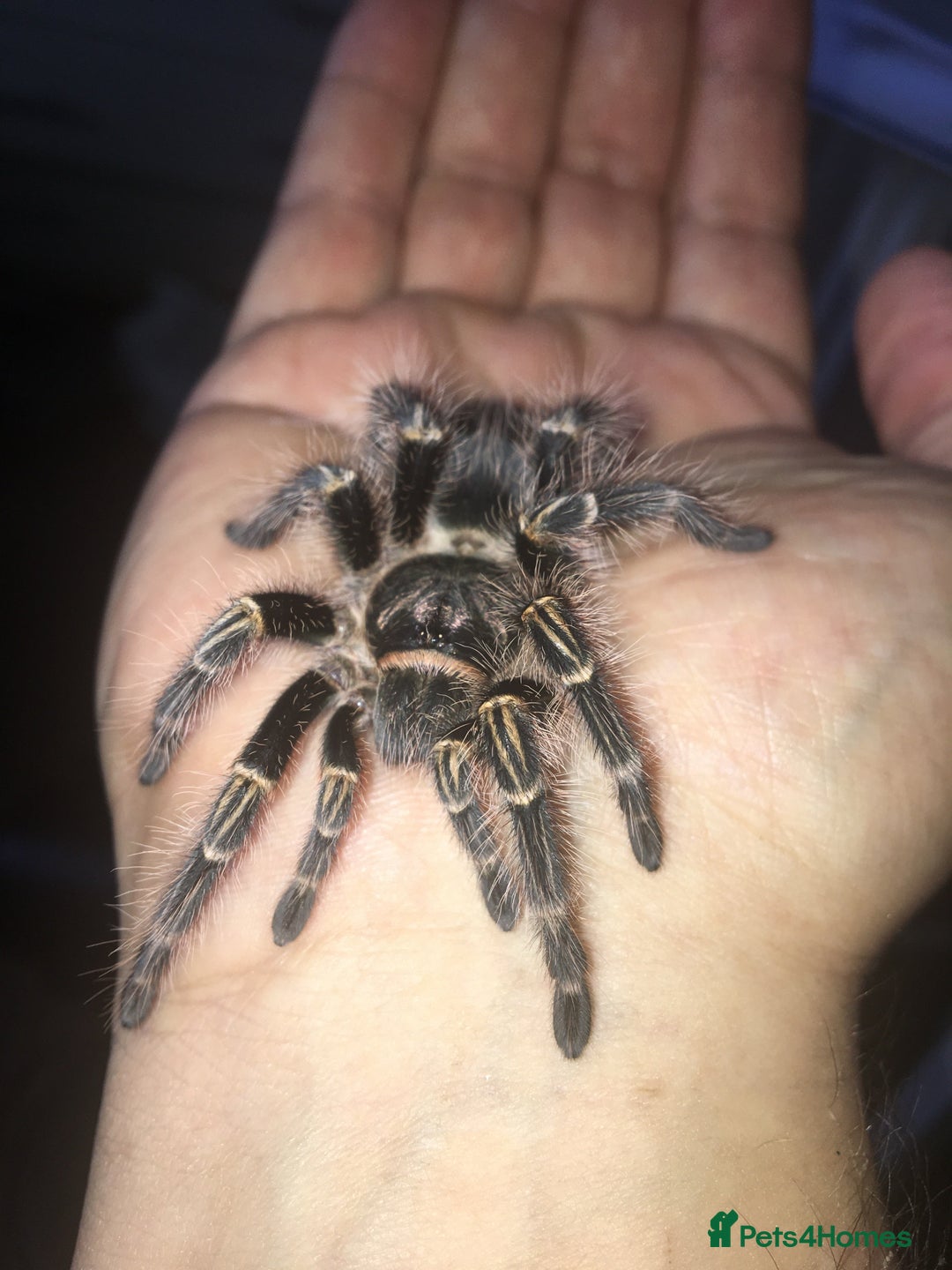 Tarantulas invertebrates for sale: MM Grammostola Pulchripes  - Image 2