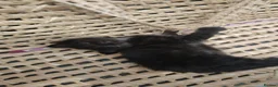 Mixed Breed cats for sale: Playful and Adorable Kittens for their new Homes!! - Advert 16