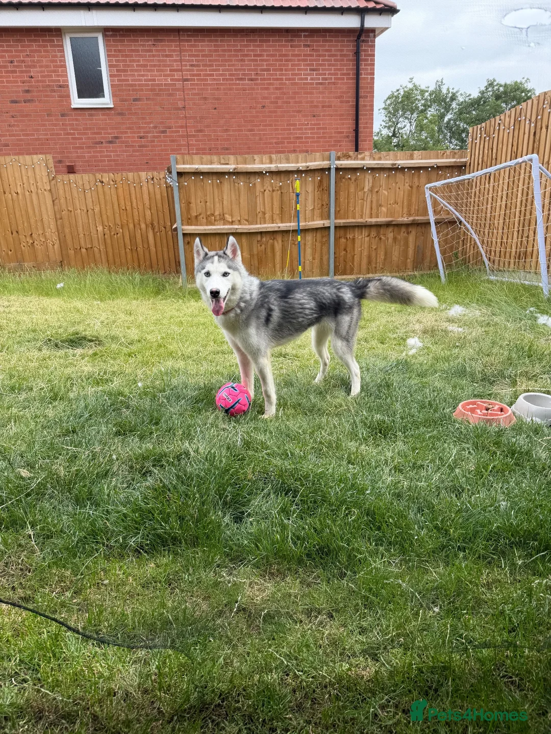 Siberian Husky dogs for sale: Female Siberian Husky  - Advert 4