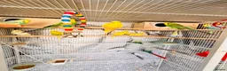 Budgerigars birds for sale: 14 Breeding Budgies, Cage, Food, Toys & Nest Boxes - Advert 9