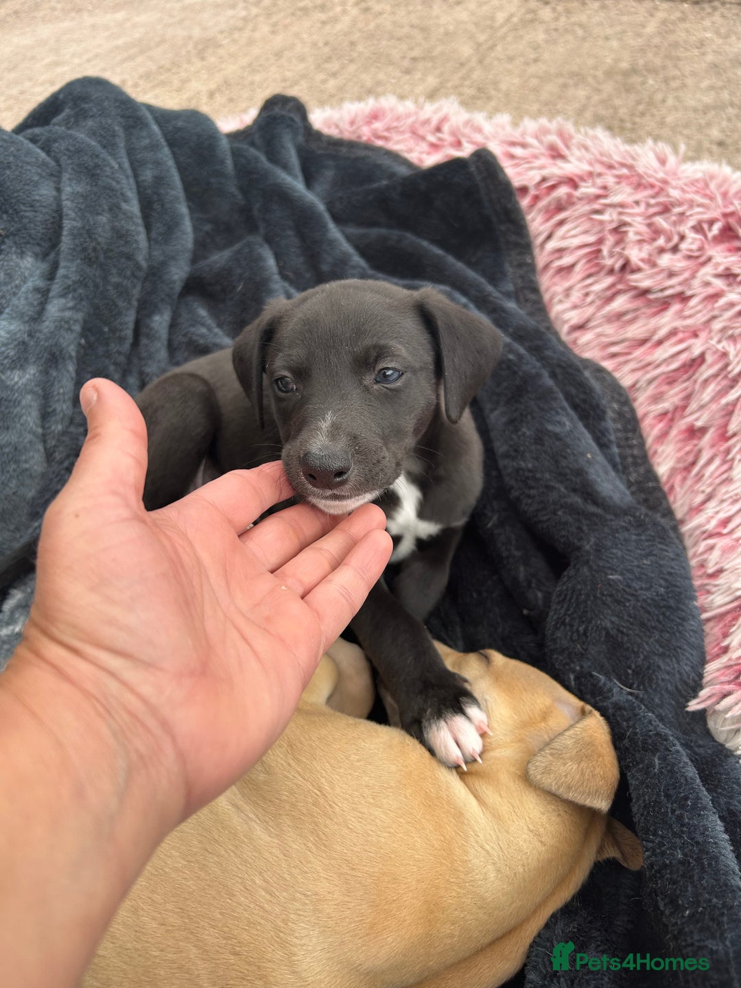 Whippet dogs for sale: 3 Whippets available from 10/09/25 - Image 3