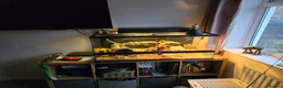 Gecko reptiles for sale: £110. Female Crocodile Gecko and Vivarium for sale - Advert 8