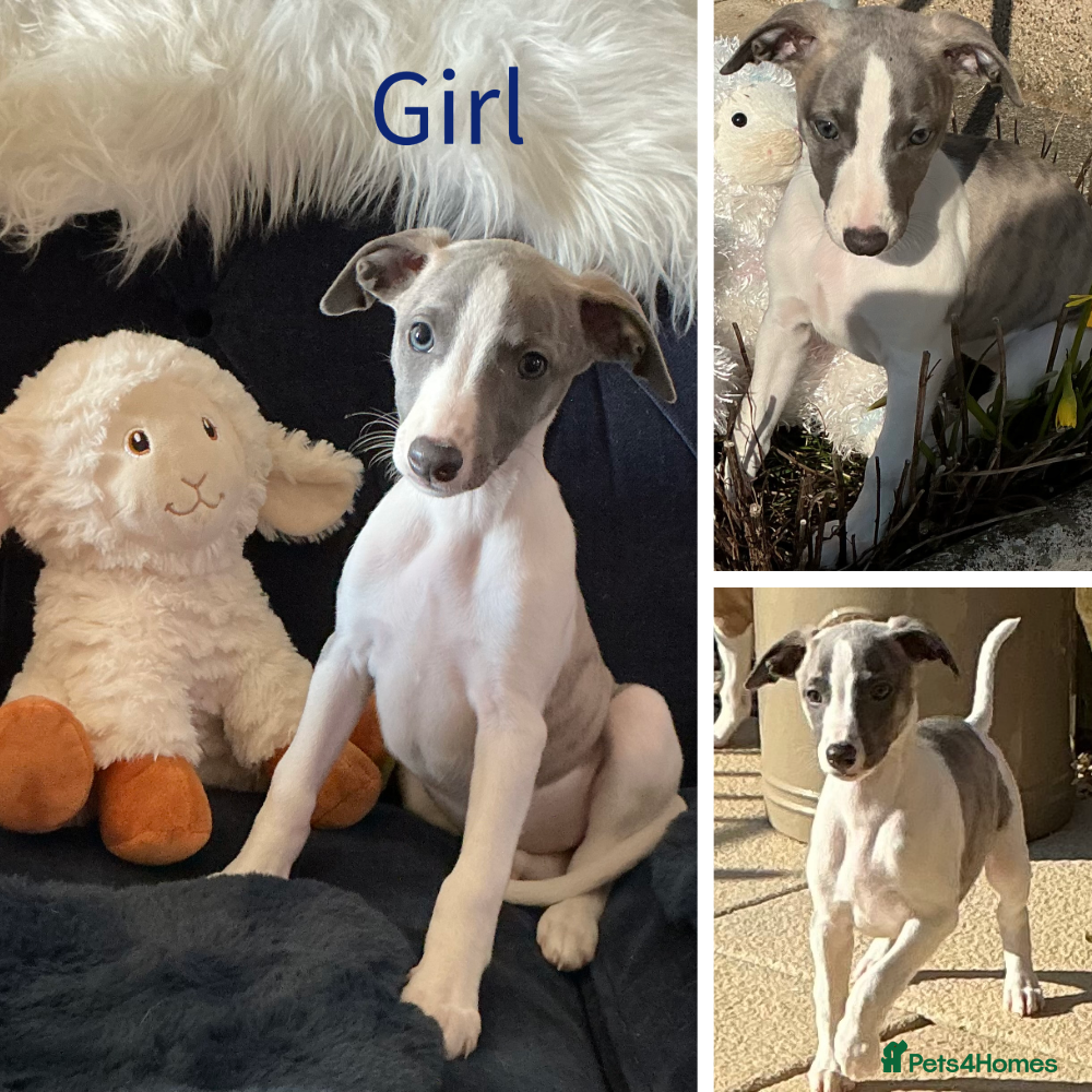 Whippet dogs KC Registered exceptional puppies  - Advert 5