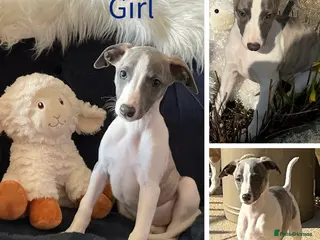 Whippet dogs KC Registered exceptional puppies - Advert 5