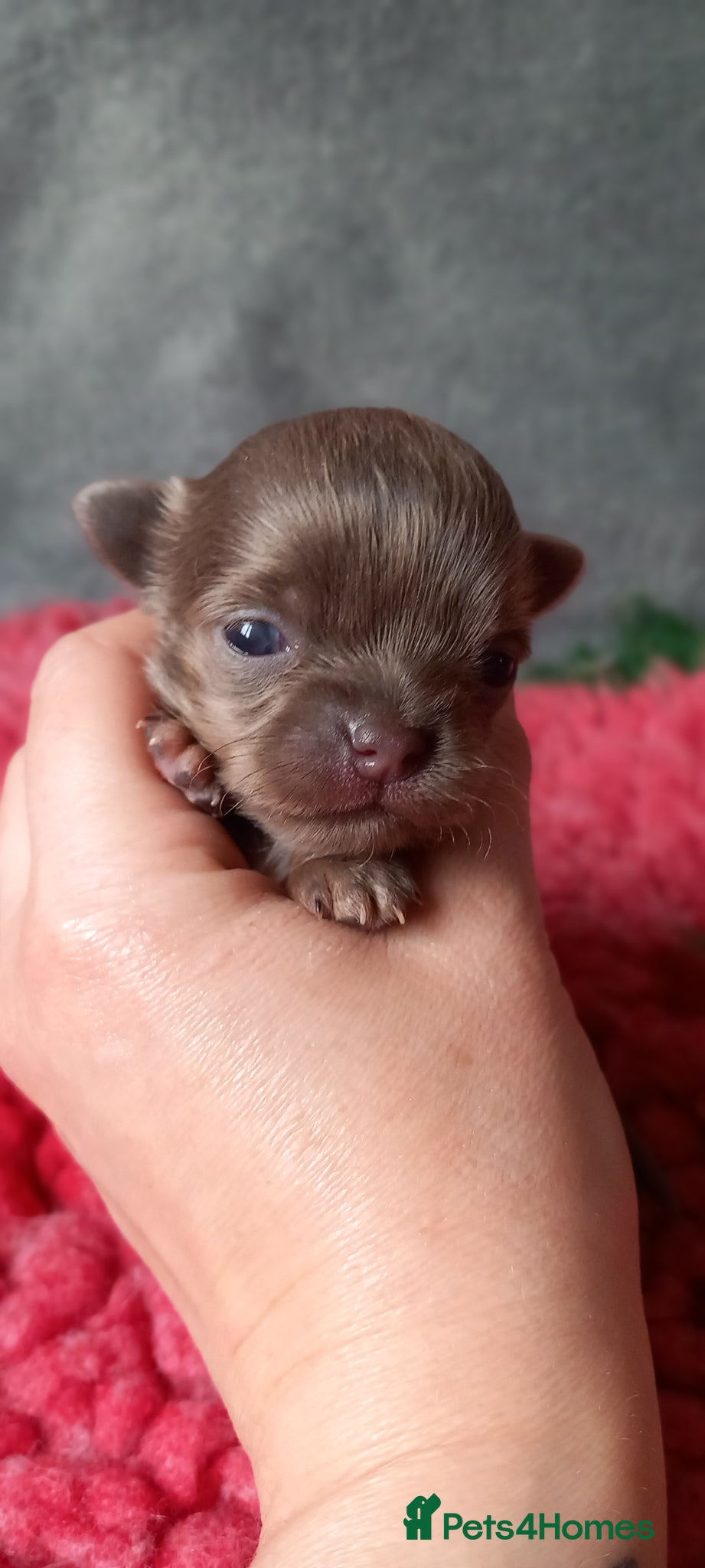 Chihuahua dogs ❤️‍🔥Dna tested parents❤️‍🔥1Boy SC 1girl LC  - Advert 1